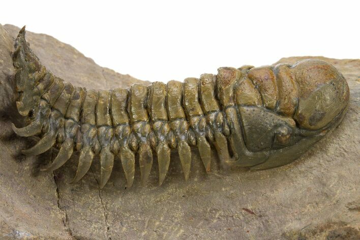 Huge, Colorful Crotalocephalina Trilobite - Atchana, Morocco #312734